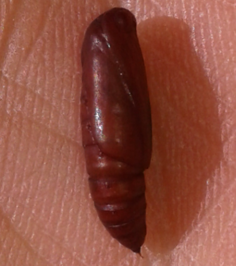 Ichneumonidae: Phaenolobus sp., maschio